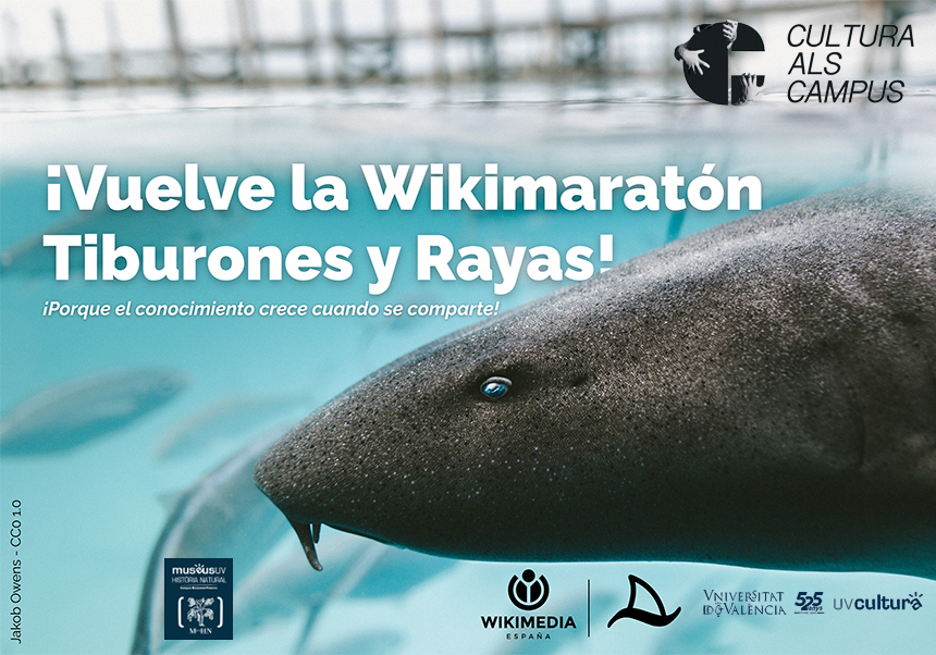 II Wikimaratón Tiburones y Rayas: un océano de conocimiento por descubrir